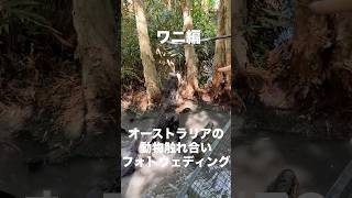 オーストラリアの動物触れ合いフォトウェディング ワニ編