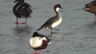 preview picture of video 'Female Smew on frozen lake'