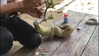 Hoa sứ và cách ghép cành vào củ Hoa sứ và cách ghép cành vào củ