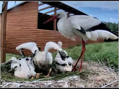 Bocianie hniezdo 2014