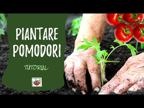 , title : 'Come piantare i pomodori nell'orto'