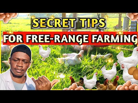 Secret Tips For A Successful Free-Range Chicken Farm