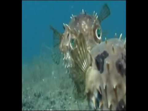 1000 Wege, ins Gras zu beißen Staffel 1 Episode 2