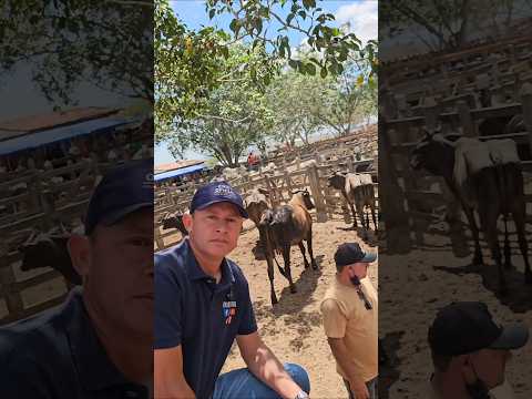 Feira de gado de Campo Grande Alagoas Sábado 03/10/2026  ERIEL OFICIAL 🎥