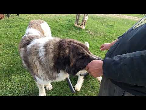 Ciobănesc de Bucovina dl. Constantin Negru  Suceava