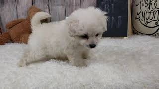 PuppyFinder.com : Pomapoo - Female - Channel ($900)