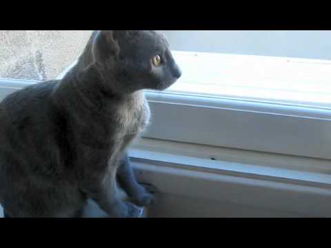 James Brown, the funniest cat