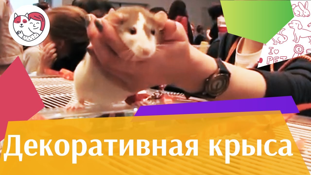Декоративные крысы Дрессировка на ilikepet