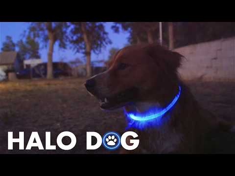 LED Dog Collar - Sky Blue - Halo Dog