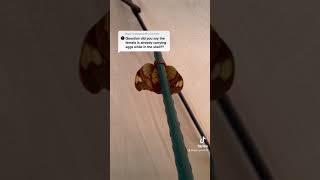 Download lagu Regal Moth female mp3