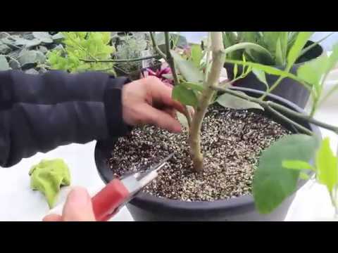 download lagu mp3 mp4 Lemon Plant Care, download lagu Lemon Plant Care gratis, unduh video klip Lemon Plant Care