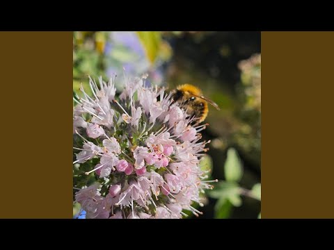 Money loves me 639hz