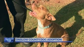 Onslow Co. dog rescued from river up for adoption