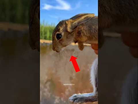 ഈ മനുഷ്യൻ തന്റെ മുയൽ സുഹൃത്തിനെ രക്ഷിച്ചപ്പോൾ 🐇💖 | #shorts