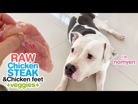 download lagu mp3 mp4 Can I Feed My Dog Chicken Breast, download lagu Can I Feed My Dog Chicken Breast gratis, unduh video klip Can I Feed My Dog Chicken Breast
