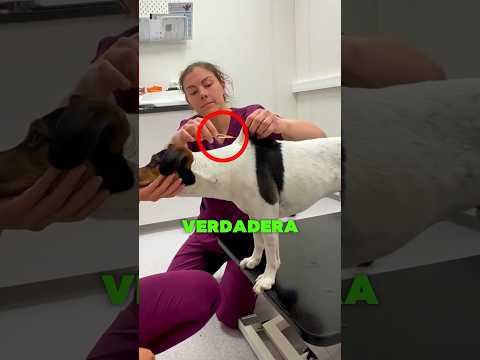 Este perro fue engañado por la veterinaria 🤯