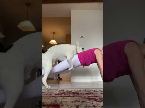 Cheeky dog interrupts workout