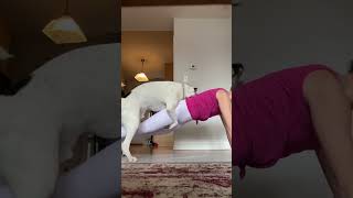 Download lagu Cheeky dog interrupts workout mp3