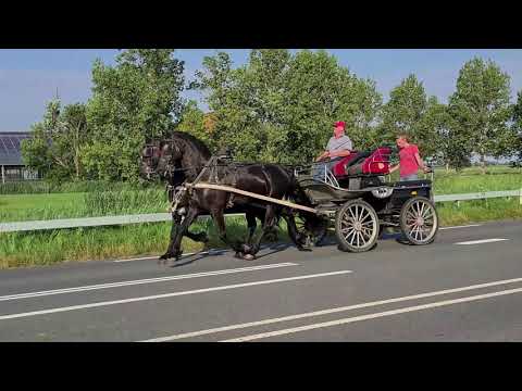 Stal Okkema's Enzo (Eise) & Foane (Nane) 2017