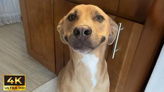 When Your Crazy Dog Suddenly Becomes Polite! 🐶