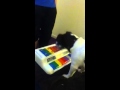 Dog Playing Instrument