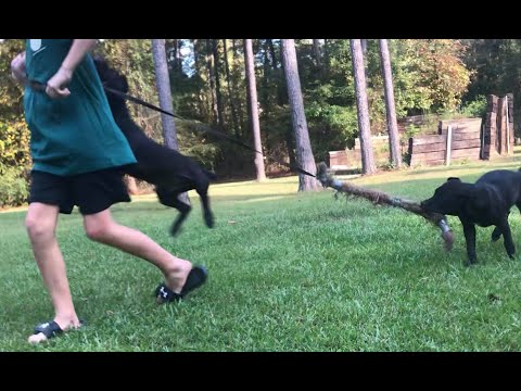 Cobalt & Ebony at 4 months...out of Frankie x Pele - Ep#228