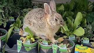 Keeping The Rabbits Out Of Your Vegetables.
