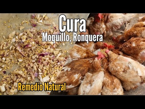 , title : 'Cura el Moquillo, Ronquera en Gallinas - Remedio Natural para curar el Moquillo y Ronquera'