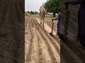 الفلاح الفقير يزرع والجمل يحرث.