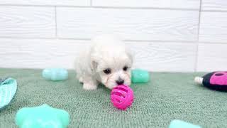 ハーフ犬の動画01