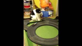 Cat chases f1 slot car