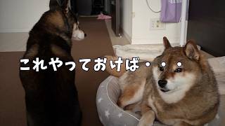 犬の健康習慣？やって良かったことと失敗について