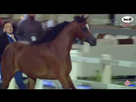 N.339 AROUB AL HAMAD - Kuwait A.H. International Championship 2022 - Mares 4-6 Years Old (Class 7A)