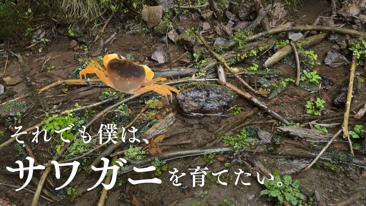 それでも僕は、サワガニを育てたい。