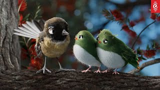 Bird's Eye View | Season 2 | Trailer | RNZ