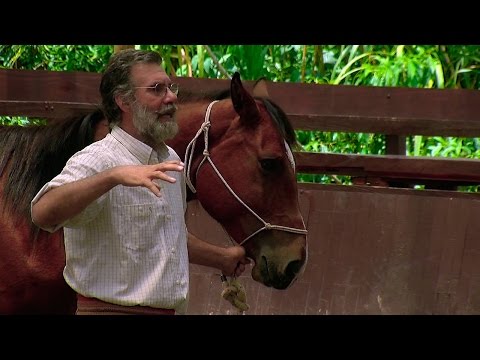 download lagu mp3 mp4 Indian Horse Training Methods, download lagu Indian Horse Training Methods gratis, unduh video klip Indian Horse Training Methods