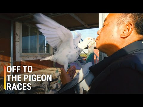He Spends $85,000 Raising Pigeons