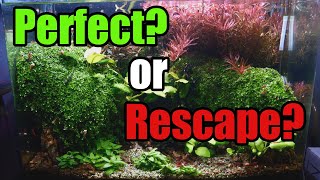 Monte Carlo Invasion | 8 Month Update | Dragon Valley Aquascape (Rescape?)