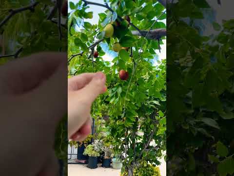 #beautiful Hái trái cây 😁