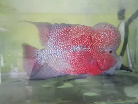 Central louhan kapal megatron