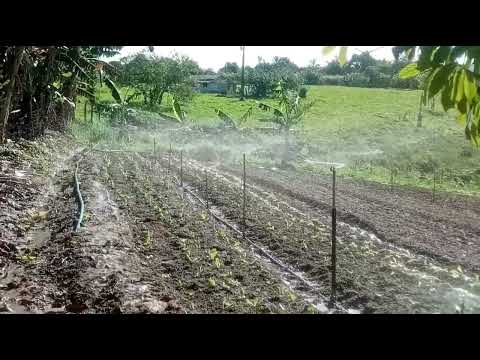 silverlan de Souza Lima