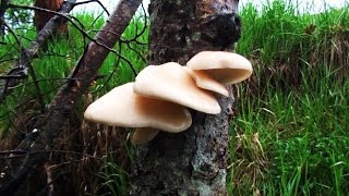 Oyster Mushroom Hunting Identification Cooking How to find Aspen Oysters ( Pleurotus Populinus )