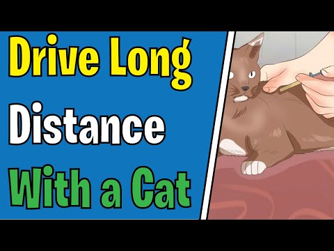 Drive Long Distance With a Cat - Tips for traveling with a cat - Long road trips