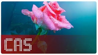 RAIN IN DECEMBER | BOSSON | vietsub