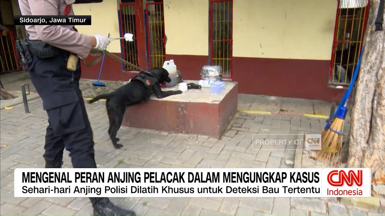 Mengenal Peran Anjing Pelacak dalam Mengungkap Kasus
