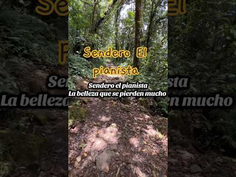 Sendero el Pianista. Chiriqui ,Boquete tierras altas Panama🇵🇦🌳