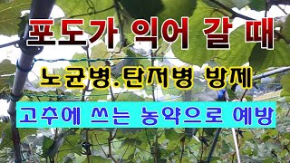 [텃밭농부 1,619]  포도가 익어 갈 때. 노균병과 탄저병의 예방적 방제하기. #포도재배