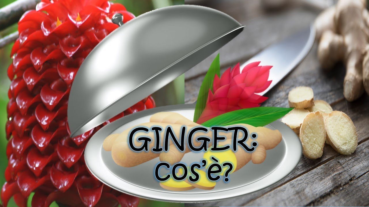 GINGER: cos'è