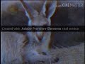 Safari Scrapbook Kangaroo Dutch Audio