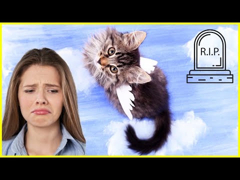 Grief for your beloved pet | When your cat dies 😥